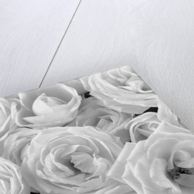 Full frame of roses by Assaf Frank